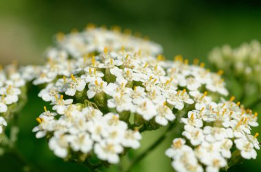 Bahçede beyaz çiçekler