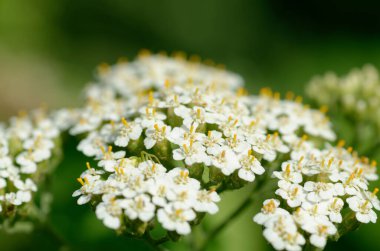 Beyaz çiçek açan çiçekler yakın çekim