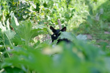 Bahçedeki siyah köpek