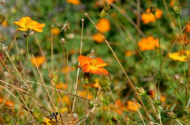 Bahçedeki sarı çiçekler