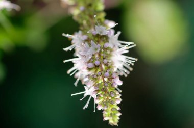 Güzel beyaz bir çiçeğe yaklaş.