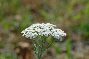Bahçede beyaz çiçekler