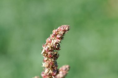 Bulanık arkaplanı olan yeşil bir yaprağın kapağını kapat