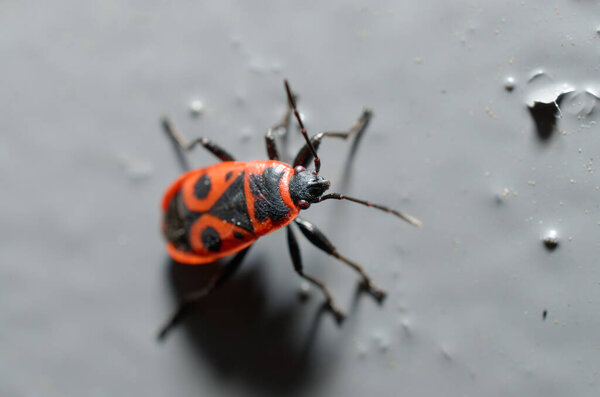 a macro shot of a red beetle on a dark surface