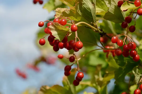 stock image close - up shot of ripe red berries on tree