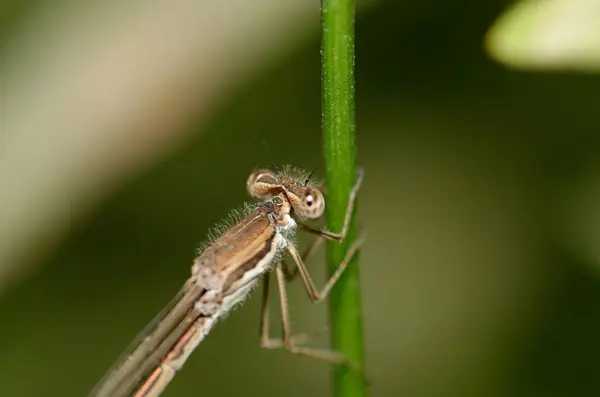 stock image dragonfly on green leaf in nature