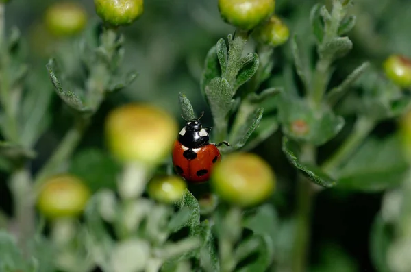 Black Ladybug Green Plant — Stock Photo, Image