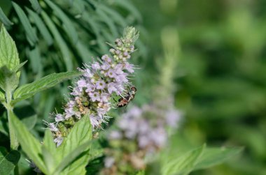 Bahçede büyüyen güzel çiçekler