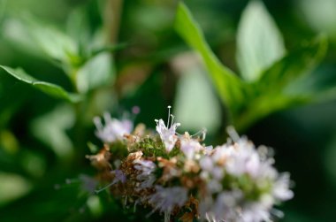 Bir çiçeğin yakın çekimi. Yüksek kalite fotoğraf