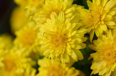 Sarı kasımpatı çiçekleri, güzel çiçek arkaplanı, yakın plan, çiçekli arka plan.