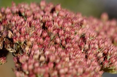 Ağaçta bir yusufçuk.