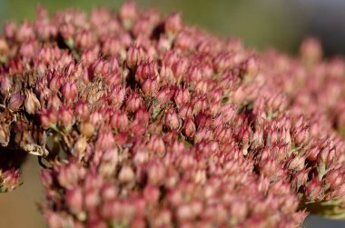 Ağaçta bir yusufçuk.