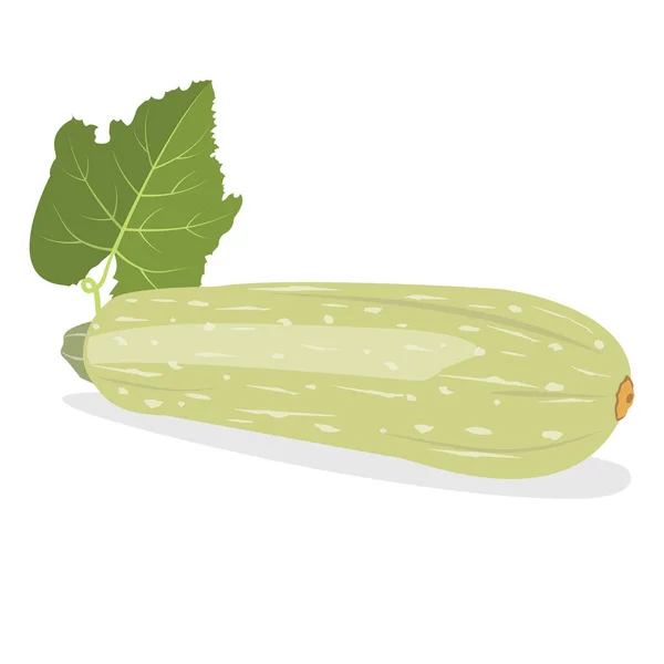 Zucchini Biologische Natuurlijke Gezonde Groenten Natuurlijke Producten Dieetmenu Vector Illustratie — Stockvector