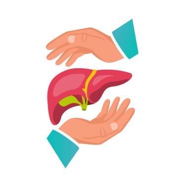 Liver protection. Safety human. The doctors hands protect the human liver. The concept of maintaining health. Vector illustration flat design. Isolated on white background.