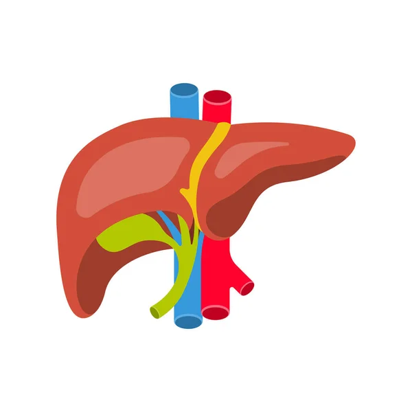 Human Liver Anatomy Human Liver Gallbladder Aorta Portal Vein Hepatic — Wektor stockowy
