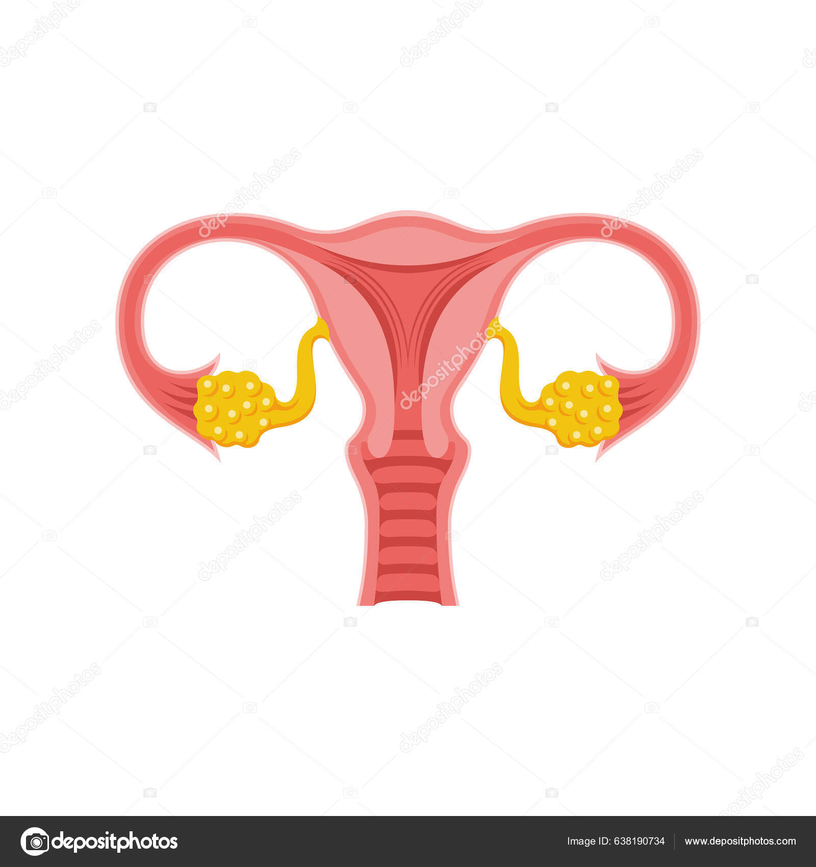 Female Reproductive System Woman Anatomy System Anatomy Diagram Uterus ...