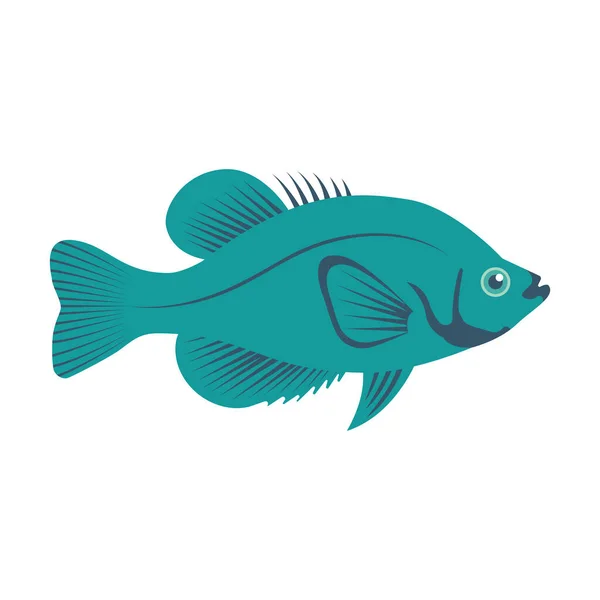 Crappie Aislado Sobre Fondo Blanco Pescado Estilo Dibujos Animados Ilustración — Vector de stock