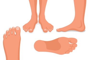 Ayak hazır. Tahsilat bacağı. İnsan ayağı. Vücut bileği parçaları. Çıplak bacaklar beyaz arka planda izole edilmiş. Pediatri ve pedikür için şablon. Vektör illüstrasyon düz tasarım.