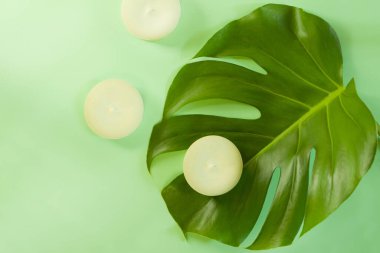 Yeşil Monstera çiçeğine sağlam şampuan, eko saç bakımı, oganik Spa tedavisi, sıfır bel.