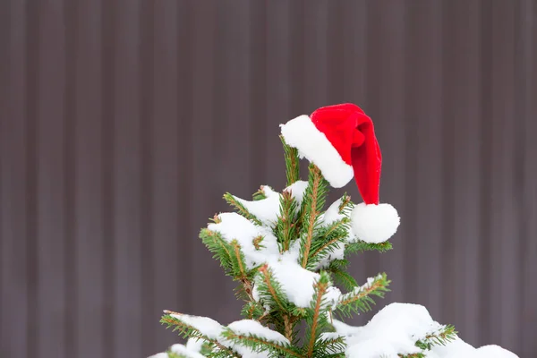 Red Santa Hat Christmas Tree Snow Hat Hanging Winter Fir — Stock Photo, Image