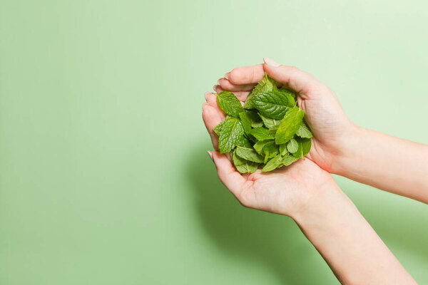mint leafs on womans hands. Young woman holding bunch of petals, green and fresh closeup