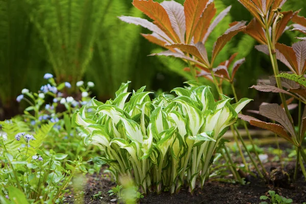 hosta flowers at the garden. Plantain lily foliage plant. ornamental flowerbed plant with beautiful lush leaves. natural environment