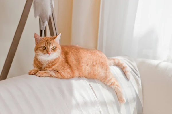 cute orange cat lying at sofa. ginger tabby cat is lying on a sofa at home. sunny room for relaxing