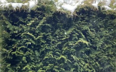 Bahçede kış vakti kar yağan yeşil thuja ağacı. Her zaman yeşil çitler için yeşil çalılar. Yüksek kaliteli FullHD görüntüler