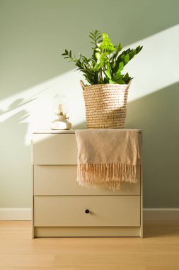 zamioculcas sahanlıktaki güneş ışınlı ev bitkisi. Zamioculcas ya da Zanzibar cevheri, ZZ bitkisi, Zuzu bitkisi güneşli bir apartman dairesinde büyüdü.