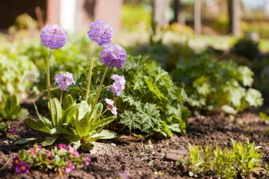 Primula yuvarlak menekşe çiçeği. Bahçe Çiçekleri Çuha Çiçeği Vulgaris çiçeği. Canlı çiçekli bahar güneşli bir gün.