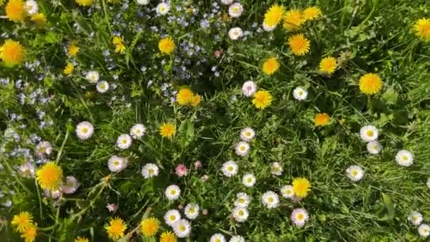 Green Grass Dandelions Bellis Perensis Summer Time Top View High — Stock Video