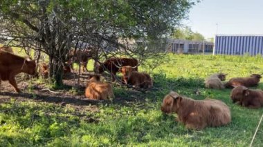 Yaz mevsiminde ağaçların yanında sığır eti boğaları. Uzun boynuzlar ve uzun tüylü palto. Yüksek kalite 4k görüntü