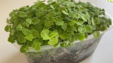 Evde yetişen Chia tohumlarının plastik kabında mikro-yeşil. Yeşil Superfood Yüksek kalite 4K görüntü