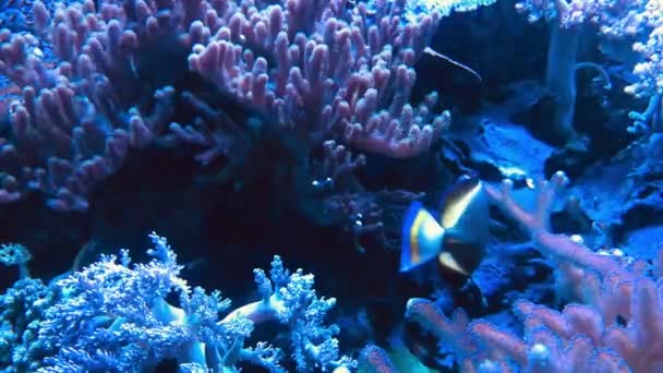 Kis Kék Hal Nevű Kék Tang Úszás Kék Korallzátonyok Tengervíz — Stock videók