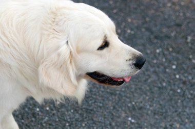 Büyük Labrador Golden Retriever ağzı açık, başka tarafa bakıyor. Arka planda bulanıklık var. Dost canlısı köpek portresi