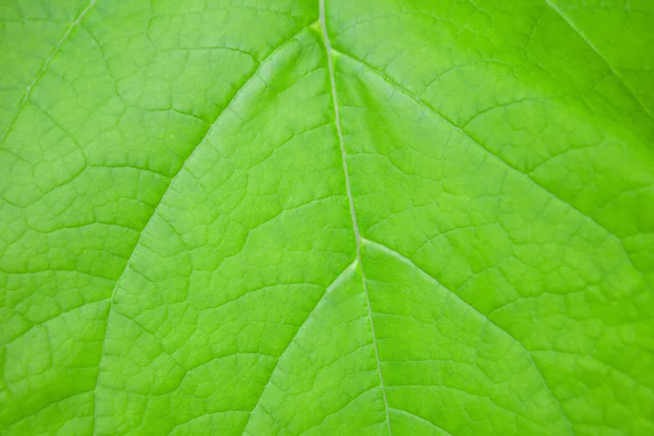background texture green leaf structure macro photography. texture for wallpaper