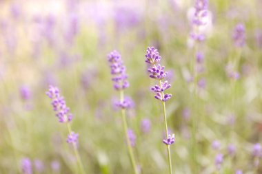 Lavanta çiçeği arka planında güzel mor renkler ve bokeh ışıkları var. Provence, Fransa 'da günbatımında tarlada açan lavanta çiçekleri. Kapatın. Seçici odak.