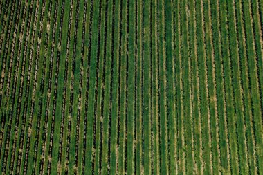 Bağ havadan görünümü