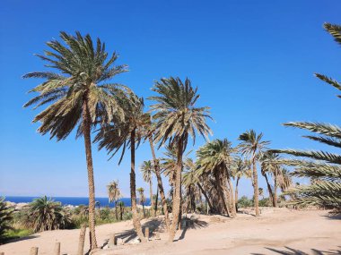 The beaches of Saudi Arabia are famous for their natural beauty. Palm trees and natural beauty on the beach of Saudi Arabia.
