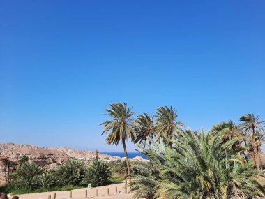 The beaches of Saudi Arabia are famous for their natural beauty. Palm trees and natural beauty on the beach of Saudi Arabia.