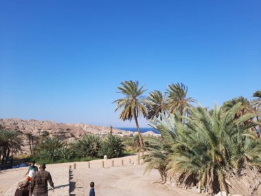 The beaches of Saudi Arabia are famous for their natural beauty. Palm trees and natural beauty on the beach of Saudi Arabia.