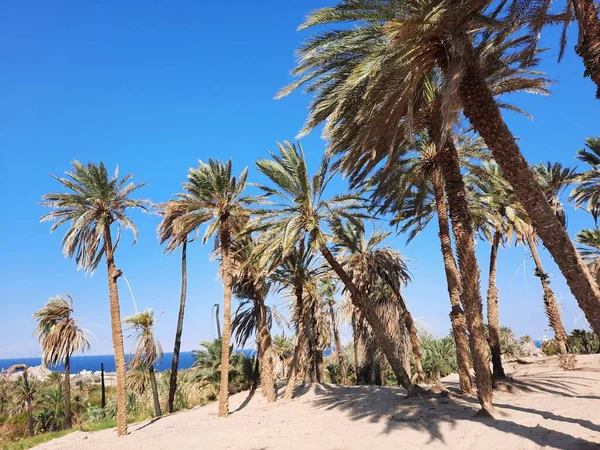 The beaches of Saudi Arabia are famous for their natural beauty. Palm trees and natural beauty on the beach of Saudi Arabia.