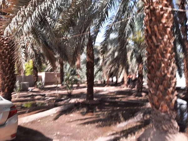 Une Belle Vue Sur Les Jardins Palmiers Médine Arabie Saoudite — Photo