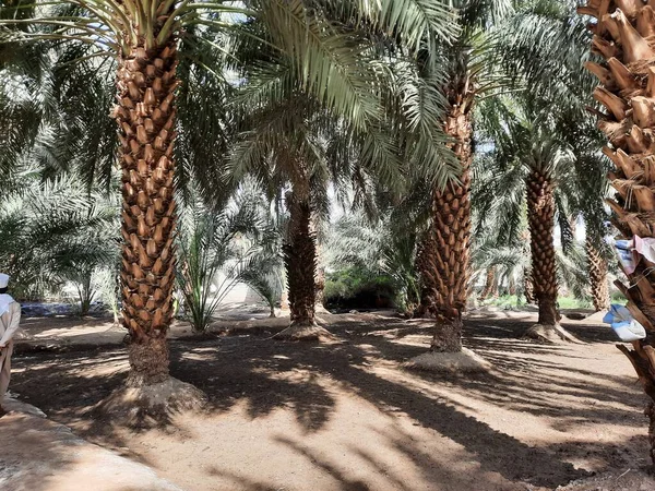 Uma Bela Vista Dos Jardins Palmeiras Medina Arábia Saudita Durante — Fotografia de Stock