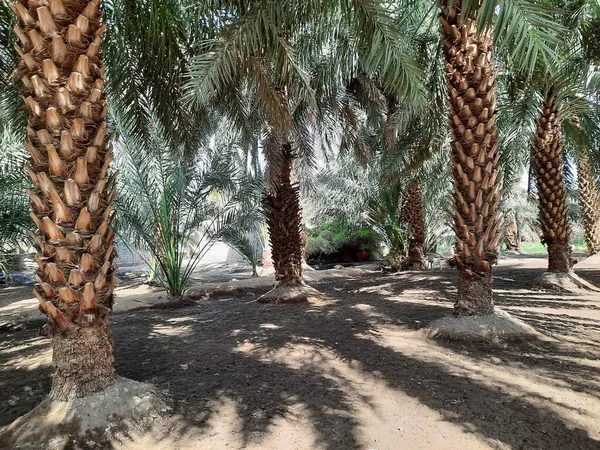 Una Splendida Vista Sui Giardini Palme Medina Arabia Saudita Durante — Foto Stock