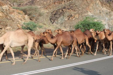 Bir deve kervanı gün içinde Suudi Arabistan 'ın Qanuna Vadisi' ndeki çöl yolunda gidiyor. Çöl ve tepeler arka planda görünür..