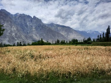 Pakistan, Gilgit-Baltistan 'daki Shigar Vadisi' nin nefes kesici doğal güzelliği. Shigar Vadisi yüksek dağları ve doğal güzelliği ile ünlüdür.. 