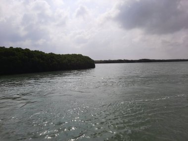 Suudi Arabistan 'ın Jazan kentindeki Farasan Adaları yakınlarındaki Kızıl Deniz' deki mangrov ormanlarının çarpıcı gündüz görüntüsü.