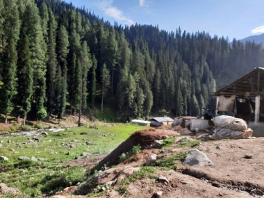 Kaşmir 'in Neelum Vadisi' ndeki Taobat Bala 'nın nefes kesici doğal güzelliği. Bu bölgede yemyeşil ağaçlarla, yüksek dağlarla ve ışıl ışıl akan pınarlarla dolu çarpıcı bir vadi var..