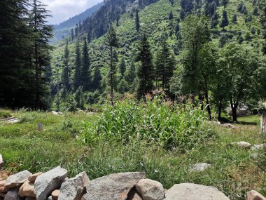 Yeşil manzaralardan, yüksek tepelerden ve gelişen ağaçlardan oluşan büyüleyici bir gündüz manzarası Kashmir 'in Neelum Vadisi' ndeki Jagran Vadisi 'nde tünemiş olan Shal köyünün etrafını sarmış durumda..